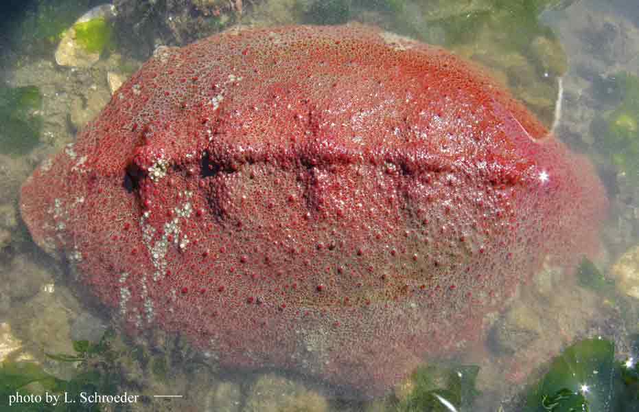 Chitons Mopaliidae